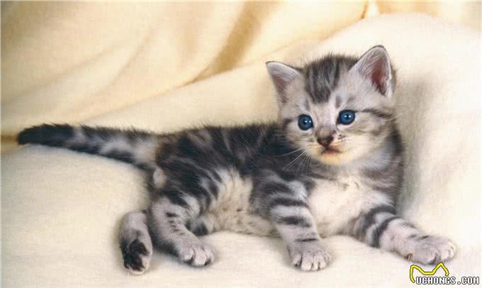 美国短毛猫到底是怎样的一个品种?如何鉴别?
