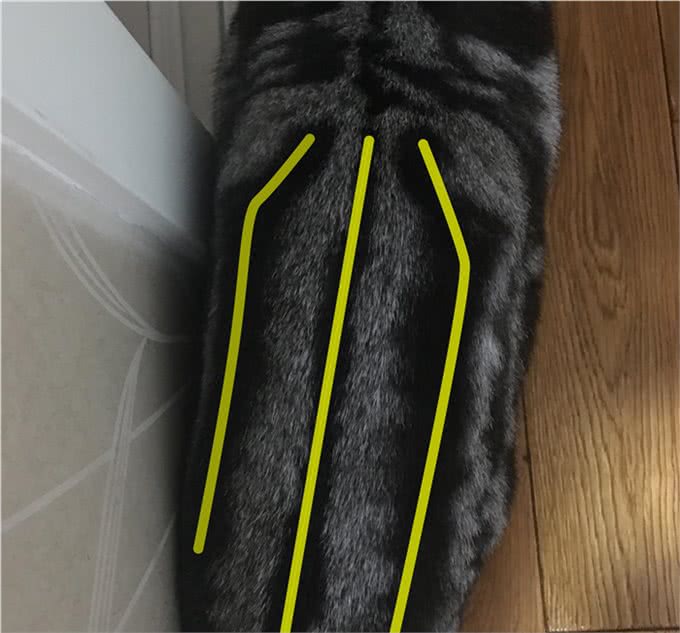 美国短毛猫到底是怎样的一个品种?如何鉴别?
