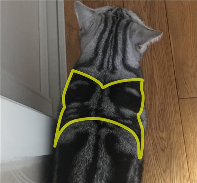 美国短毛猫到底是怎样的一个品种?如何鉴别?