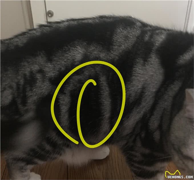 美国短毛猫到底是怎样的一个品种?如何鉴别?