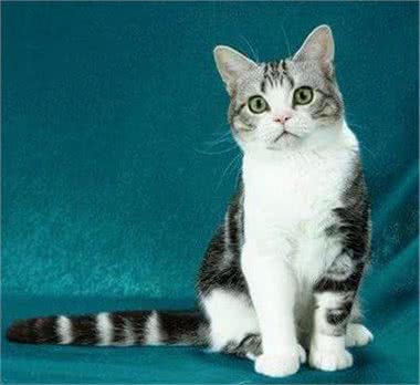 美国短毛猫到底是怎样的一个品种?如何鉴别?