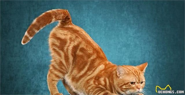 美国短毛猫到底是怎样的一个品种?如何鉴别?