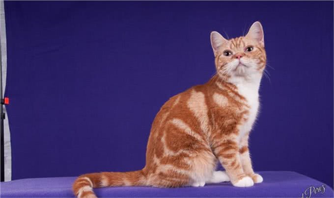 美国短毛猫到底是怎样的一个品种?如何鉴别?