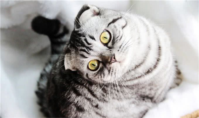 美国短毛猫到底是怎样的一个品种?如何鉴别?