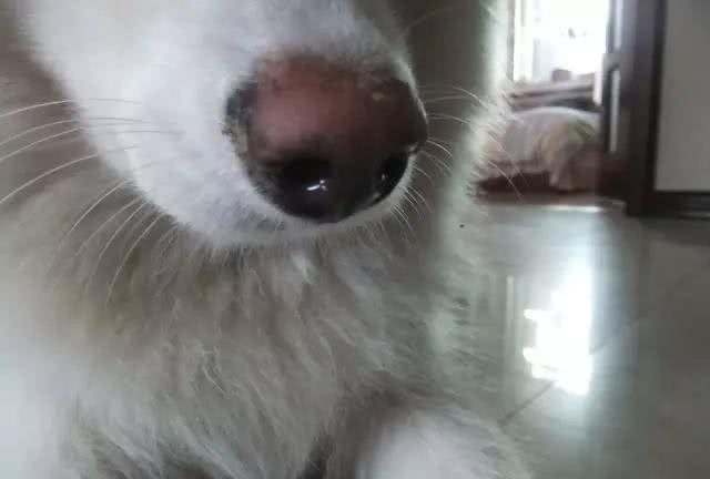 犬副流感、狗狗常见问题