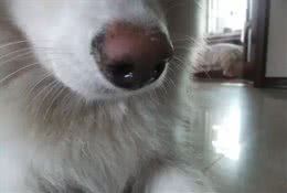 犬副流感、狗狗常见问题