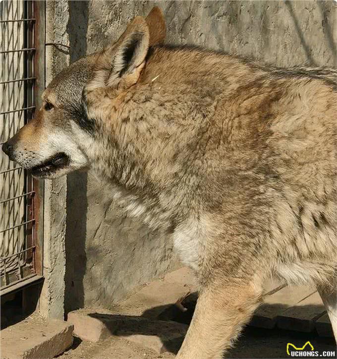 东北狼青犬濒临灭绝，人类的罪过还能弥补吗?