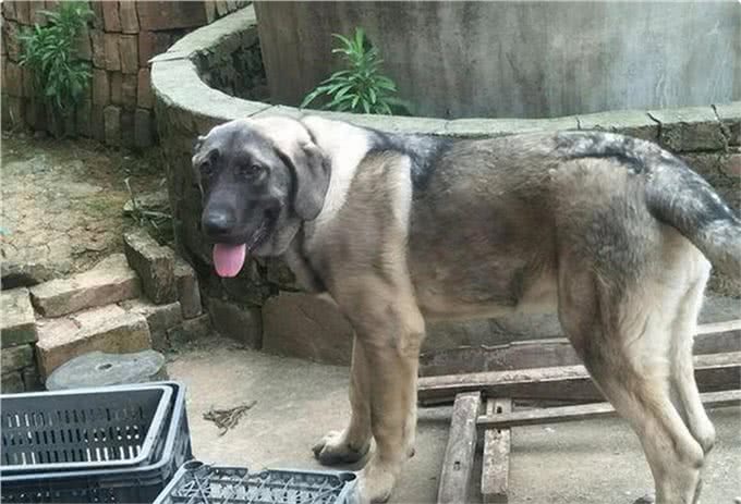 东北狼青犬濒临灭绝，人类的罪过还能弥补吗?