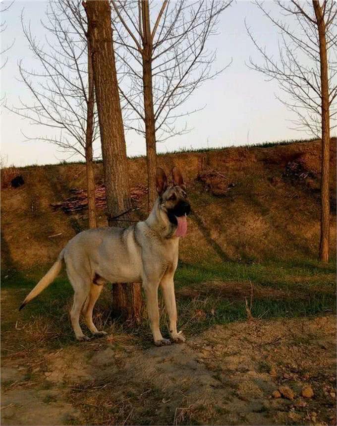 东北狼青犬濒临灭绝，人类的罪过还能弥补吗?