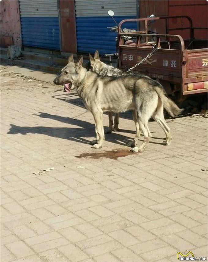 东北狼青犬濒临灭绝，人类的罪过还能弥补吗?