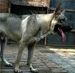 东北狼青犬濒临灭绝，人类的罪过还能弥补吗?