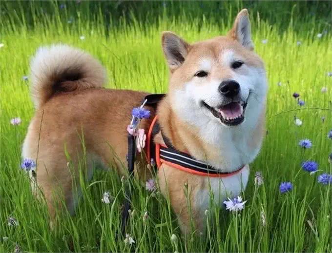 这几种狗太难养，劝你想好再带回家