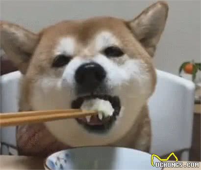 真心爱狗的人，才会有这几个特征，你有吗?