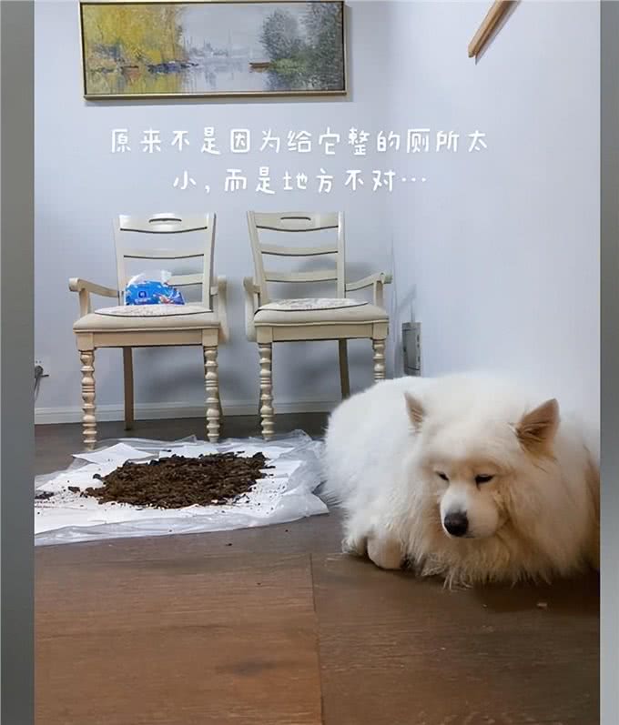 隔离期间狗3天没排泄，主人自制土堆模拟室外:膀胱都快憋坏了