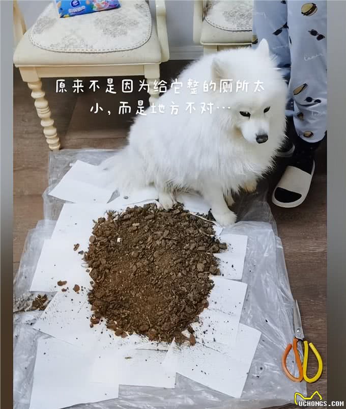 隔离期间狗3天没排泄，主人自制土堆模拟室外:膀胱都快憋坏了