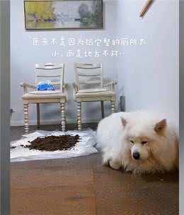 隔离期间狗3天没排泄，主人自制土堆模拟室外:膀胱都快憋坏了
