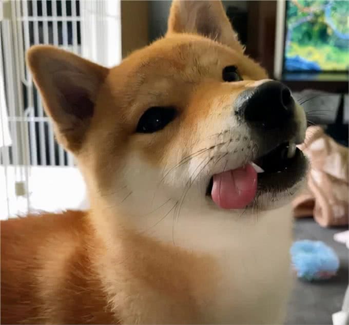 你不知道吧，柴犬的小肉垫有这么多秘密