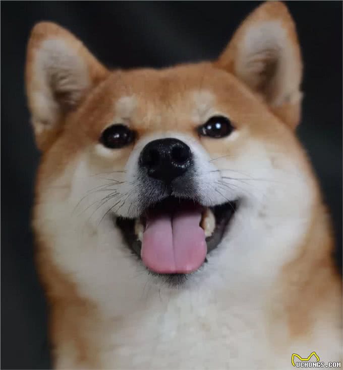 你不知道吧，柴犬的小肉垫有这么多秘密
