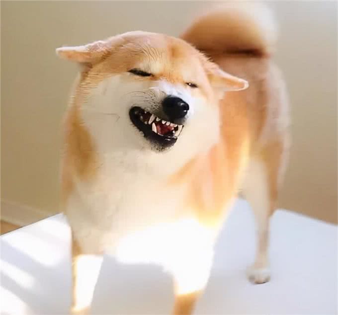 你不知道吧，柴犬的小肉垫有这么多秘密