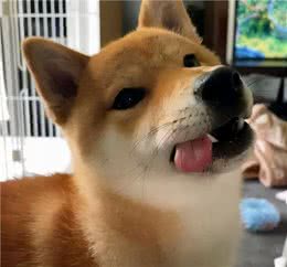 你不知道吧，柴犬的小肉垫有这么多秘密