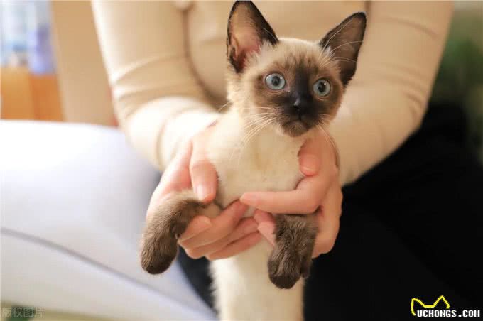 盘点十大宠物猫咪,快来看看你最喜欢哪一种?