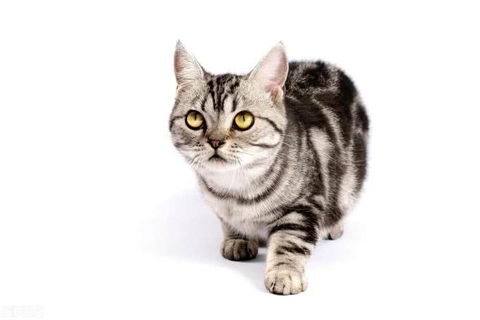 盘点十大宠物猫咪,快来看看你最喜欢哪一种?