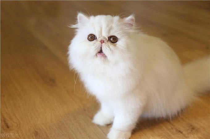 盘点十大宠物猫咪,快来看看你最喜欢哪一种?