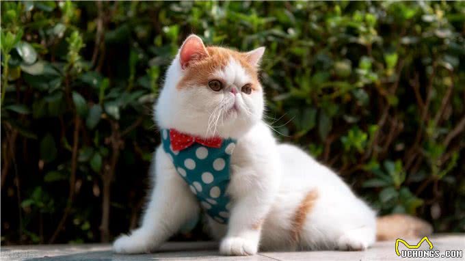 盘点十大宠物猫咪,快来看看你最喜欢哪一种?