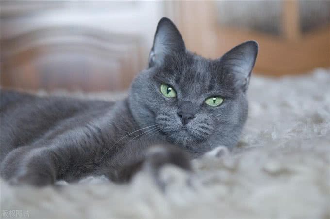 盘点十大宠物猫咪,快来看看你最喜欢哪一种?