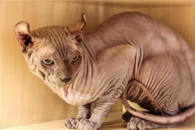 盘点十大宠物猫咪,快来看看你最喜欢哪一种?