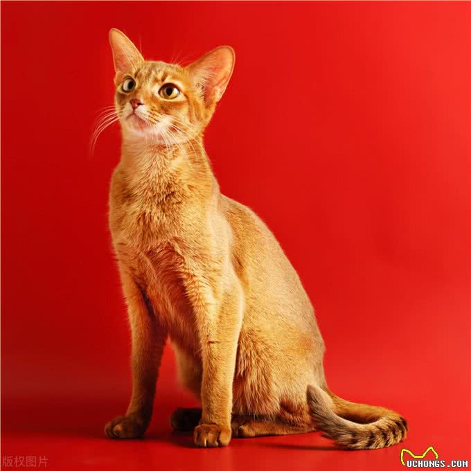 盘点十大宠物猫咪,快来看看你最喜欢哪一种?