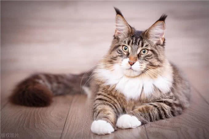 盘点十大宠物猫咪,快来看看你最喜欢哪一种?