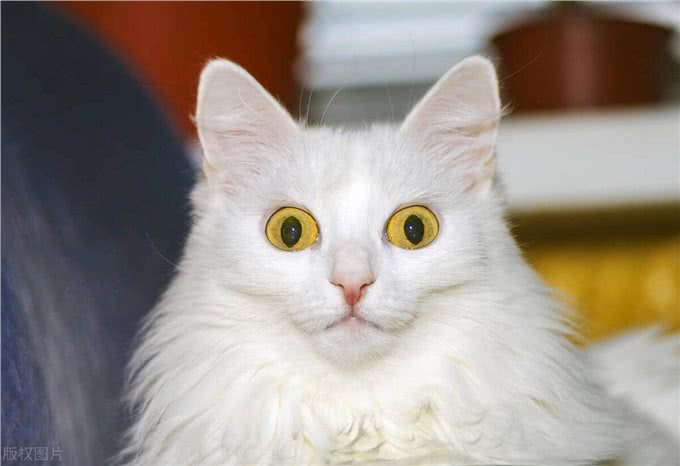 盘点十大宠物猫咪，快来看看你最喜欢哪一种?