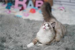 盘点十大宠物猫咪，快来看看你最喜欢哪一种?