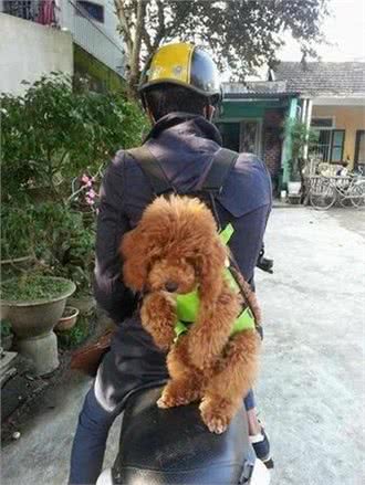 主人亲手做小狗背带，让大泰迪背着小泰迪