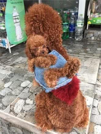 主人亲手做小狗背带，让大泰迪背着小泰迪