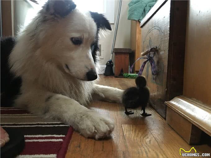 一只大小动物都通吃的牧羊犬，人家狗缘就是那么好