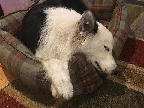 一只大小动物都通吃的牧羊犬，人家狗缘就是那么好