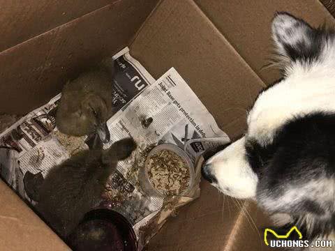 一只大小动物都通吃的牧羊犬，人家狗缘就是那么好