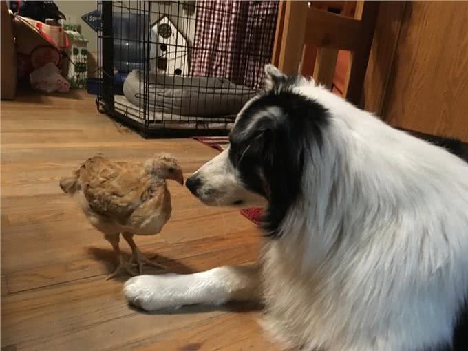 一只大小动物都通吃的牧羊犬，人家狗缘就是那么好