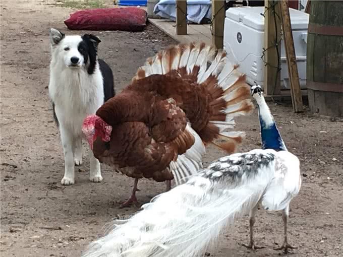 一只大小动物都通吃的牧羊犬，人家狗缘就是那么好