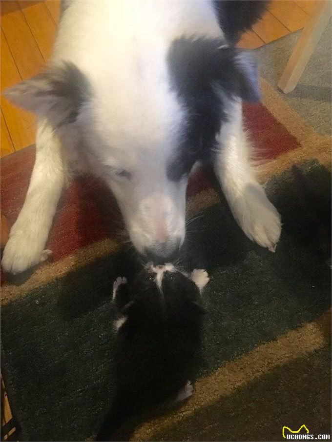 一只大小动物都通吃的牧羊犬，人家狗缘就是那么好