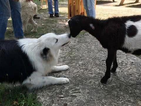一只大小动物都通吃的牧羊犬，人家狗缘就是那么好