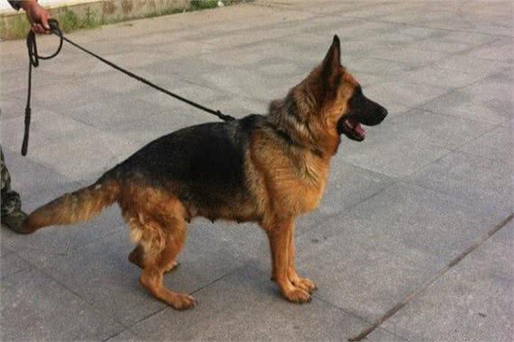 提高繁殖率，走出母犬真正空怀的误区
