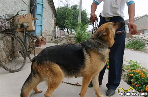 提高繁殖率，走出母犬真正空怀的误区