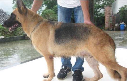 提高繁殖率，走出母犬真正空怀的误区