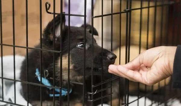 狗狗不习惯狗笼吗?8个温馨提示让狗狗爱上狗笼
