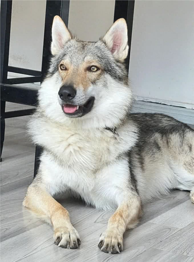 捷克狼犬养护指南:解锁与狼为伴的奇妙旅程!