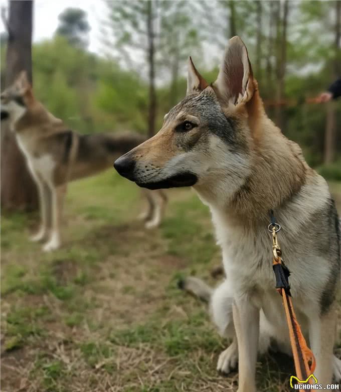 捷克狼犬养护指南:解锁与狼为伴的奇妙旅程!