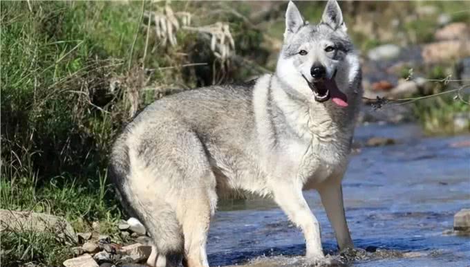 捷克狼犬养护指南:解锁与狼为伴的奇妙旅程!